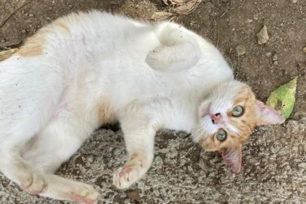 HuevoFrito gat adopcio ADANA