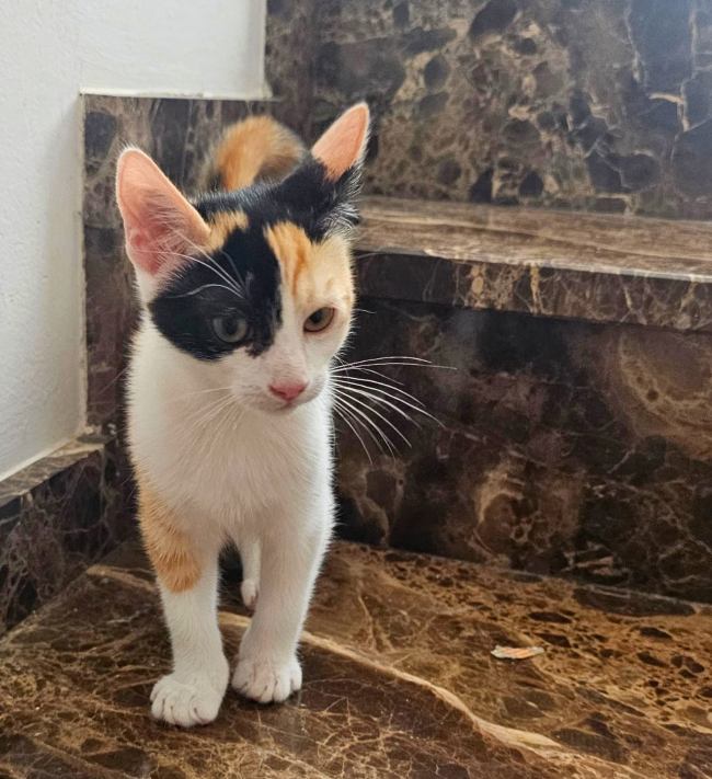 Gateta adopcio ADANA Alella