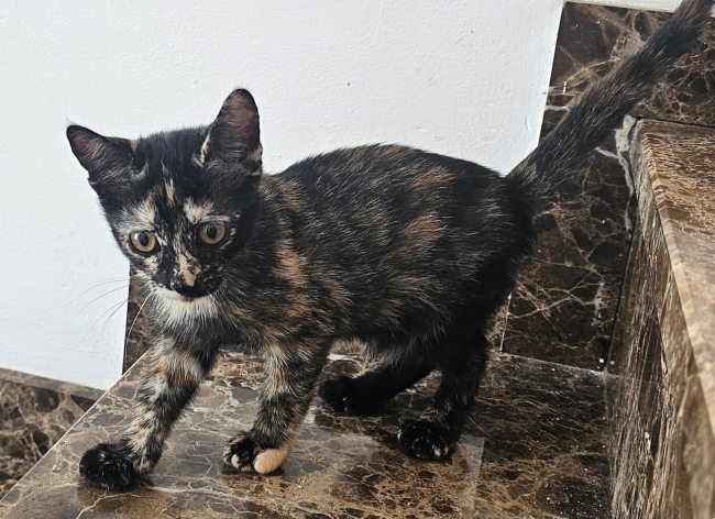 Gateta adopcio ADANA Alella