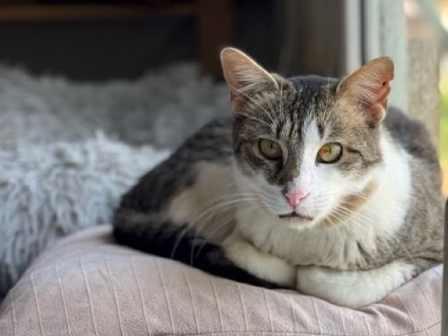 Floky gat adopcio ADANA