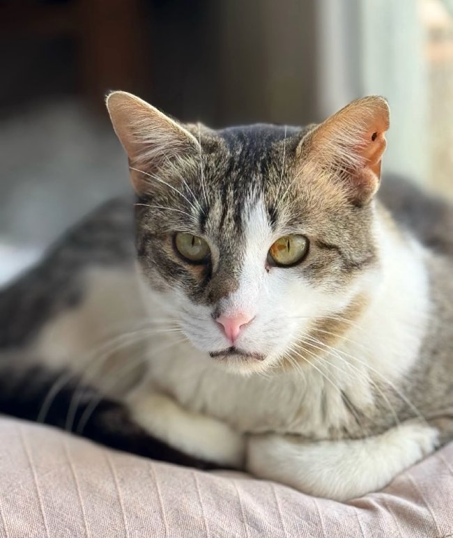 Floky gat adopcio ADANA