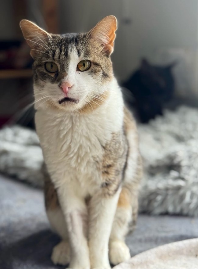 Floky gat adopcio ADANA
