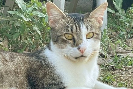 Floky gat adopcio ADANA