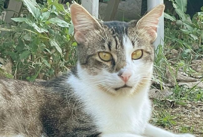 Floky gat adopcio ADANA