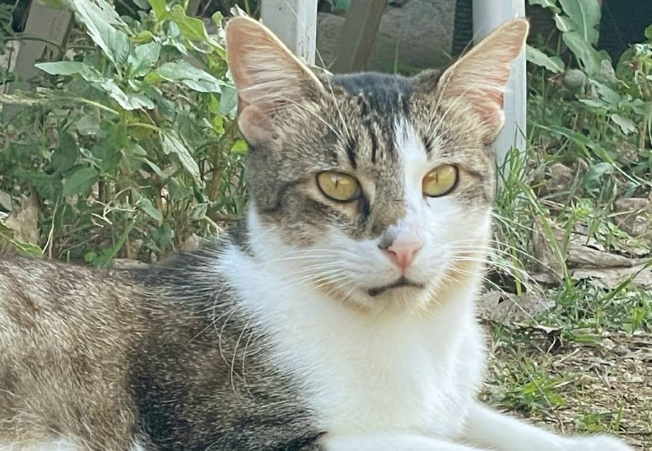 Floky gat adopcio ADANA