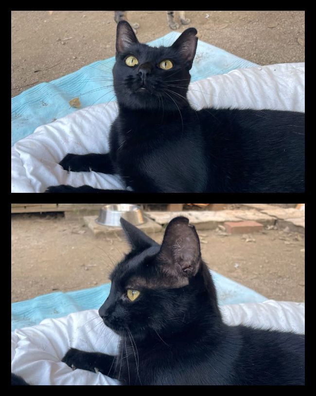 Morti gat adopcio ADANA