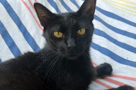 Morti gat adopcio ADANA