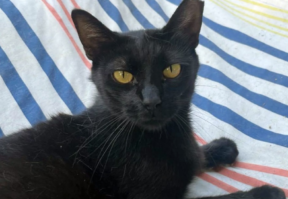 Morti gat adopcio ADANA